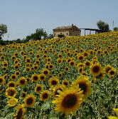 Vivere tra natura e borghi medioevali: Le Marche
